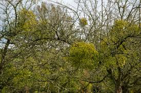 Image result for Viscum littorum