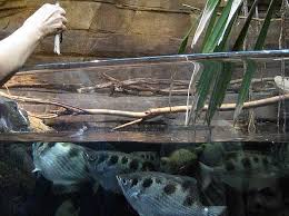 Their name refers to sagittarius the archer, due to their uncommon method to capture prey. Baltimore Aquarium Archer Fish Baltimore Aquarium Fish List Aquarium