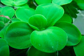 The single species it comprises, pistia stratiotes, is often called water cabbage, water lettuce, nile cabbage, or shellflower. Dwarf Water Lettuce Care Guide Planting Growing And Propagation Shrimp And Snail Breeder