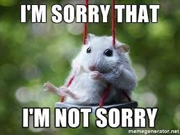 Best 21 I M Sorry Memes Cute Animals Funny Animals Funny Hamsters
