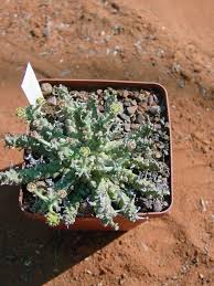 Image result for Euphorbia maleolens