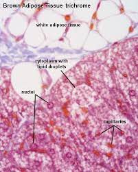 Pin On Histotechnology