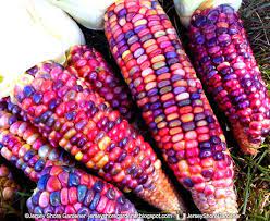 Monsanto has become the world leader in genetic engineering of seeds, winning 674 biotechnology. Jersey Shore Gardener How To Grow Harvest And Dry Glass Gem Glass Gem Corn Rainbow Corn Glass Gem