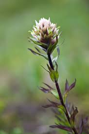 Image result for Orobanchaceae