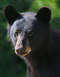 Black Bear Population By State Pin On Land Of Enchantment
