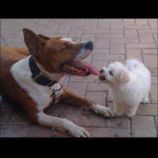Pin By Marah House On Funny Animals Raining Cats And Dogs Animals Friends