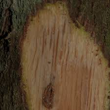 Image result for Caloncoba