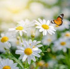 Here you can explore hq white flowers transparent illustrations, icons and clipart with filter setting like size, type, color etc. 15 Best White Flowers For Your Garden White Flowering Shrubs