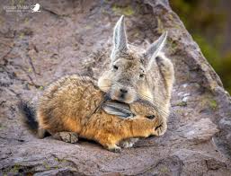 Mirra chubarova onlyfans Mirra Chubarova OnlyFans profile,