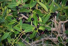 Image result for Syzygium cordatum
