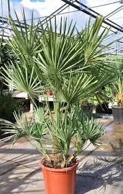 Hanf Palme Trachycarpus Fortunei Gunstig Online Kaufen Mein Schoner Garten Shop In 2020 Winterharte Pflanzen Garten Palmen Pflanzen Kubelpflanzen
