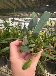 Image result for Bulbophyllum saltatorium