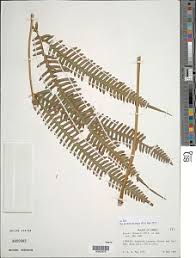 Image result for Pteris linearis