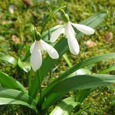 Galanthus Woronowii Bulbs In 2020 Garden Landscape Design Front Garden Design Garden Drawing
