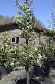 Fruitboom Perenboom Pyrus Communis Conference Pyrus Communis Gieser Wildeman Noord Holland Www Bomerie Nl Fruitboom Tuin Tuin Tuin Ideeen