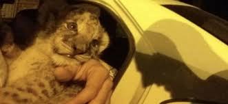 Animale salbatice impuscate, animale salbatice vanate, ursi impuscati, animale salbatice relocate, animale salbatice tranchilizate. Pui De Leu Scos La Vanzare In Timisoara Cum A Ajuns La Gradina