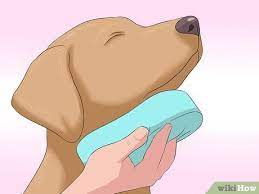 3 Ways To Remove Skunk Odor From Dogs Wikihow