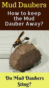How To Get Rid Of Mud Dauber Wasps 10 Natural Methods To Get Rid Of Wasps Naturally Know All Abou Get Rid Of Wasps Homemade Wasp Trap Natural Wasp Repellent