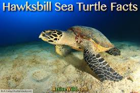 Wwf is working with the communities to help reduce turtle harvesting and other turtle trades in the coral. Hawksbill Sea Turtle Facts Pictures Information Critically Endangered