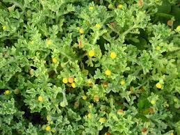 Image result for Grangea maderaspatana