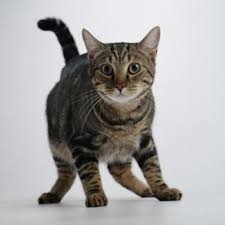 Learn more about which surprising smells cats hate, including citrus, lavender, and a dirty litter box. Does A Cat Emit A Bad Smell When Frightened