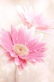 Gorgeous Flowers Pink Flowers Beautiful Flowers