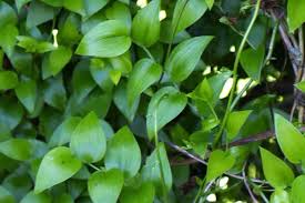 Image result for Asparagus asparagoides