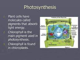 Check spelling or type a new query. Calliope Ppt Download