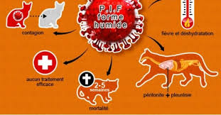 La péritonite infectieuse féline, connue sous l'abréviation pif, est une maladie virale très grave car incurable et à l'issue mortelle. Peritonite Infectieuse Feline Pif Du Chat Conseil Veto Illustre Catedog