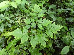 Image result for Selaginella vogelii