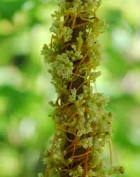 Image result for Cuscuta australis