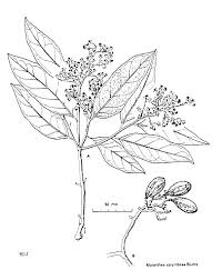 Image result for Maranthes