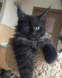 Look at pictures of kittens in long beach who need a home. Black Smoke Long Haired Kitten Kitty Cat Cats Tap The Link Now To See All Of Our Cool Cat Collection Pics Of Cute Cats Pretty Cats Baby Kittens For Sale