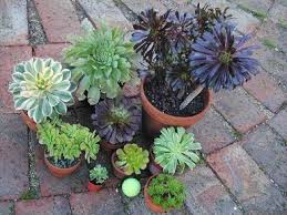 As mentioned above aeonium arboreum is unlikely to grow a whole new plant from a leaf. Growing Aeoniums In Phoenix Arizona Schwarzkopf Kiwi