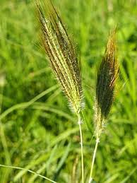 Image result for Dichanthium sericeum