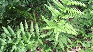 I am the edible fern (diplazium esculentum). Green Fern Polypodiopsida Paku Pakis Polypodiophyta Natural Background Member Group Video By C Mangkelin1 Stock Footage 375589950