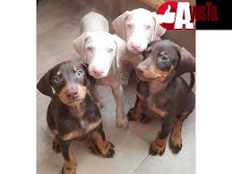 For sale 11k siberian husky 1 month and 5 days,heavy bone,black and white availalable 2 males,2 tyms deworm. Cream And White Doberman Puppies Animals Ayosto Ph Free Buy And Sell Classified Ads Ayosdito Philippines