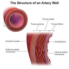Lungs (pulmonary), and arteries, veins, coronary and portal vessels (systemic). Ultrastructure Of Blood Vessels Arteries Veins Teachmeanatomy