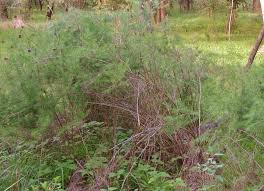 Image result for Asparagus laricinus