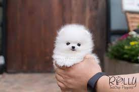 That's me in the picture! Pomeranian Rolly Teacup Puppies Cuteanimals Teacup Puppies Black Cat Silhouette Husky With Blue Eyes