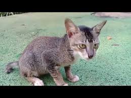 Kucing Lucu Bikin Ngakak Minta Makan Youtube Animals Pets Cats