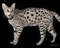 Silver Savannah Cats For Sale - Color Genetics