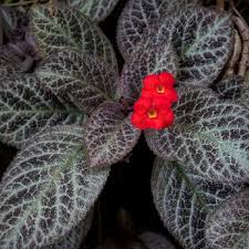 Image result for Episcia
