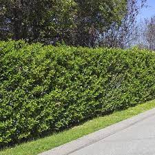 Waxleaf Privet On Stake Budget Plants Hedging Plants Plants Hedges