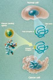 Image result for Oncogene