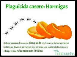 Https S Media Cache Ak0 Pinimg Com Originals F4 63 E5 F463e58e946ed0f0c3256e05e5b63c4b Jpg Jardin De Vegetales Consejos De Jardineria Cultivo De Plantas