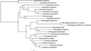 Image result for Uvariastrum