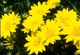 Plant in full sun with regular watering. Master Gardener Why It S A Good Idea To Plant Gazanias As Flowering Ground Cover Orange County Register