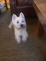 This site helps westies in need, potential adopters, and rescue volunteers all over the usa find each other. Pin By Lolly On West Highland White Terrier Westie Dogs West Highland Terrier West Highland White Terrier