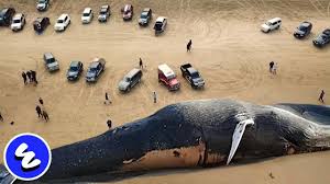 Content tagged with gambar cicak terbesar di dunia. 10 Hewan Terbesar Di Dunia Nyata Dan Masih Hidup Di Bumi Youtube